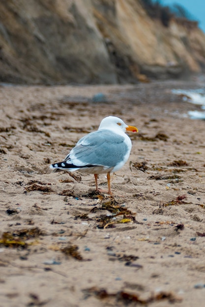 Free Photo seagull walking on the sand at the beach