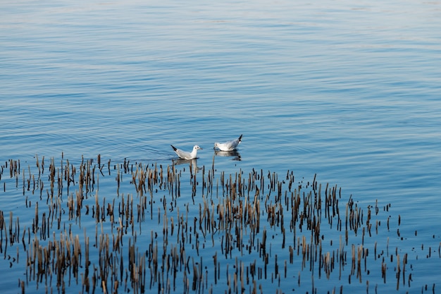 Free photo seagulls floating on the water