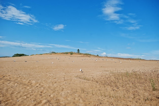 Seagulls at Sunny Beach on Black Sea in Bulgaria Summer vacation travel holiday