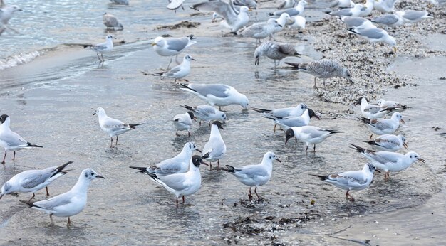 Seagulls walk along the seashore standing on sandy beach by baltic sea