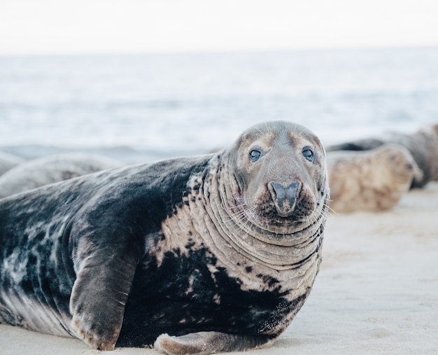 Free Photo seal on the beach during daytime