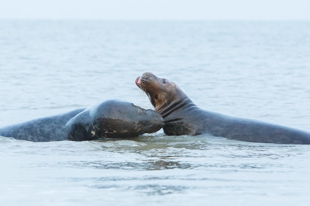 Free Photo seal on the beach on dune island near helgoland 