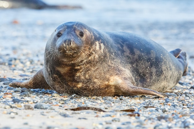 Seal on the beach on dune island near helgoland 