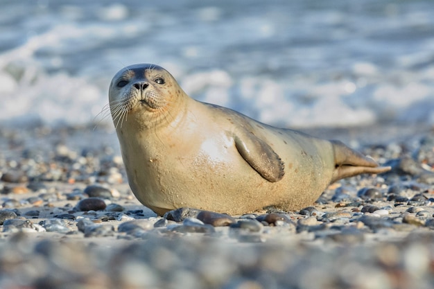 Seal on the beach on dune island near helgoland 