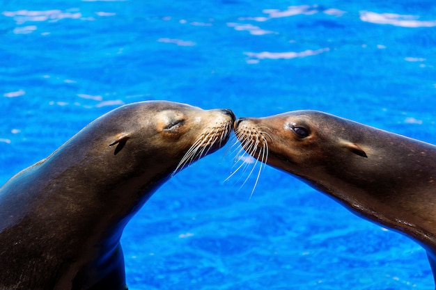 Seals kissing with water background