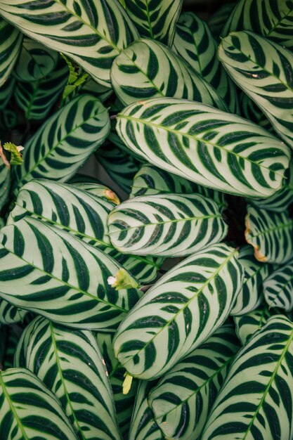 Seamless exotic pattern of calathea makoyana or peacock leaves