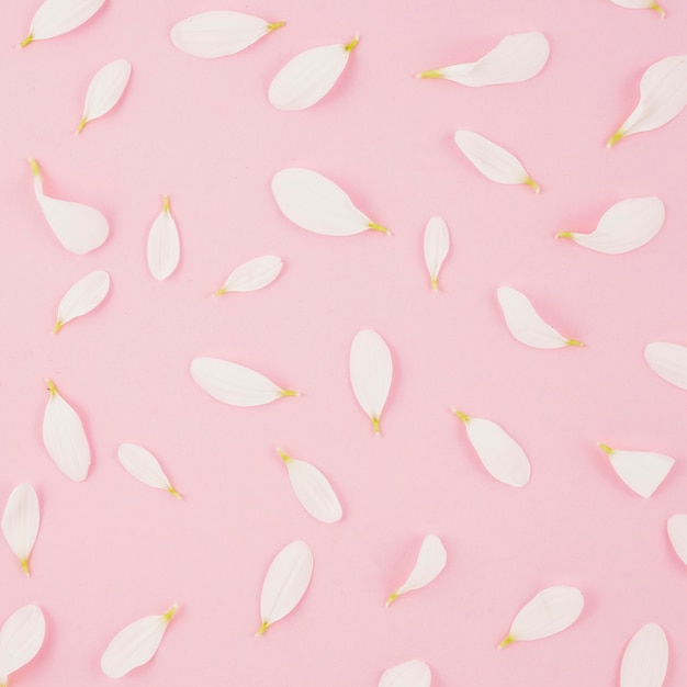 Free Photo seamless white petals on pink background