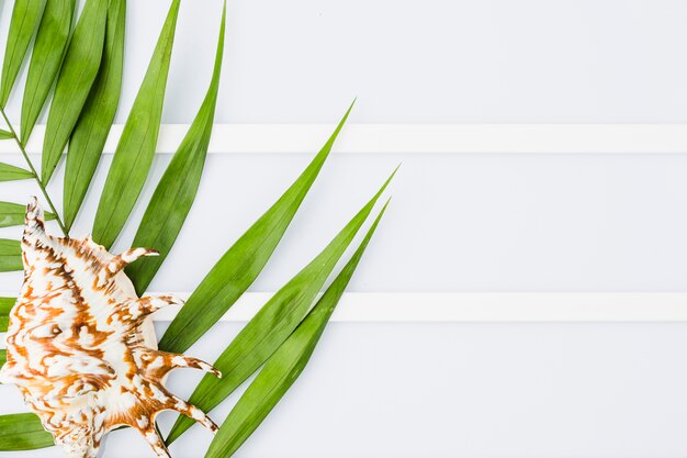 Seashell and plant leaves on board