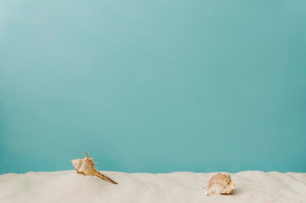 Seashell on sand on blue background