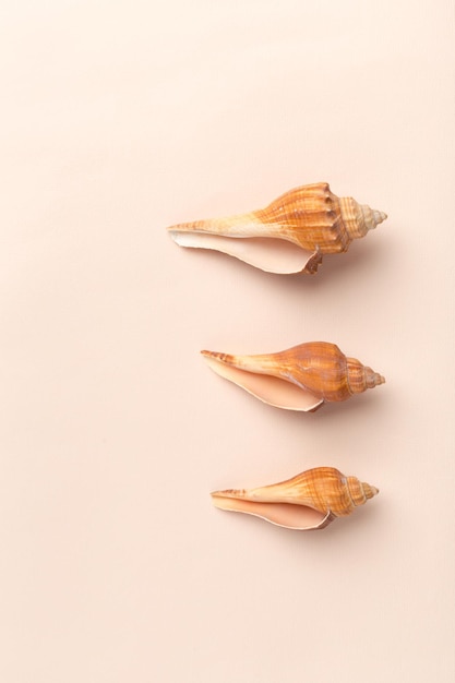 Free Photo seashells on a bright background