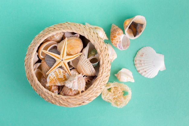 Seashells on a bright background