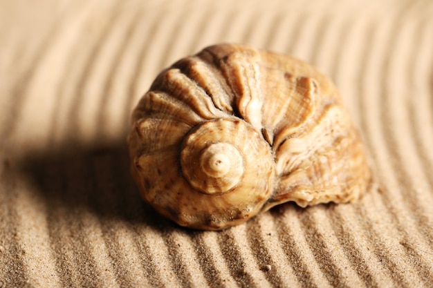 Free photo seashells on the sand