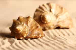 Free photo seashells on the sand