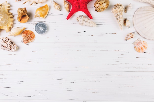 Seashells and starfish near compass