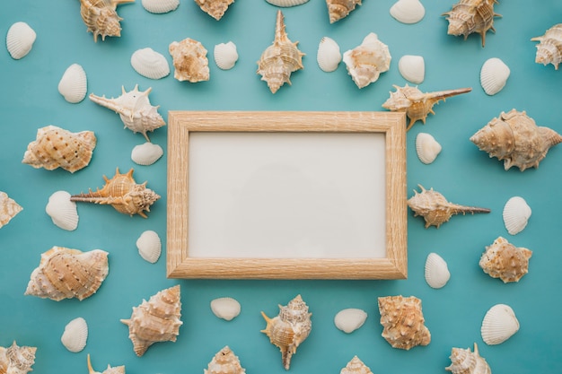 Free Photo seashells and white chalkboard