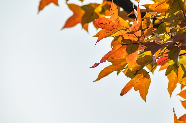 season color vibrant autumnal flora