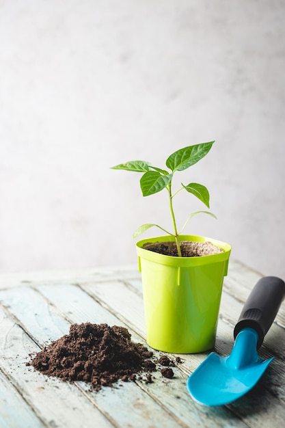 Free Photo seedlings in green plastic pots