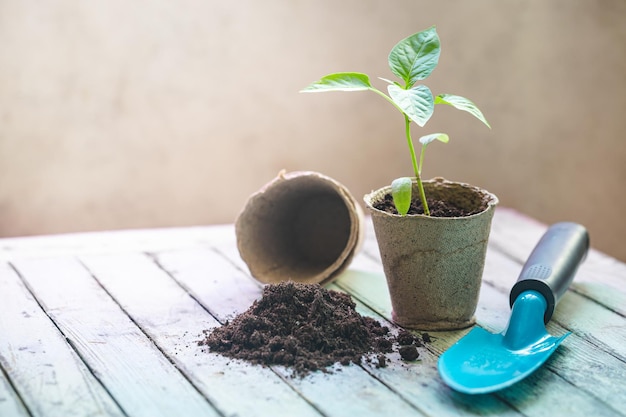 Free Photo seedlings in organic pots