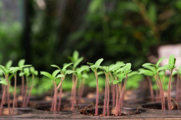 Seedlings in the planting tray.