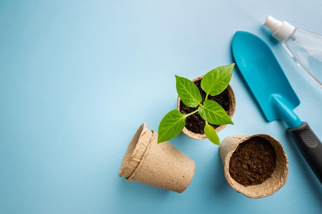 Seedlings with garden tools