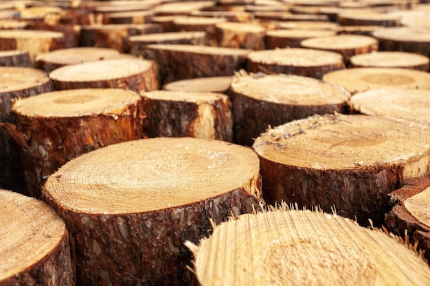 Selection of wooden stumps in the countryside