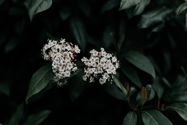 Selective closeup focus shot of beautiful white petaled flowers with green leaves