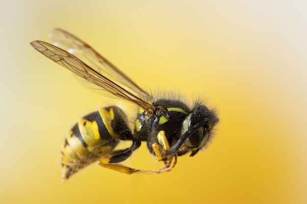 Selective closeup focused shot of a bee on a yellow wall