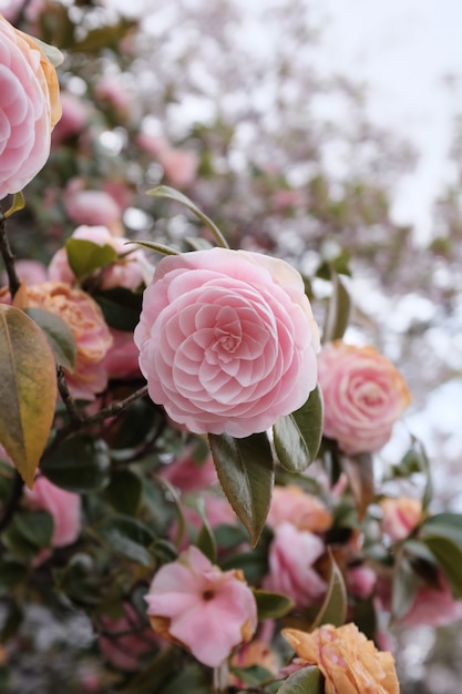 Selective closeup shot of a beautiful pink flower with a blurry at daytime