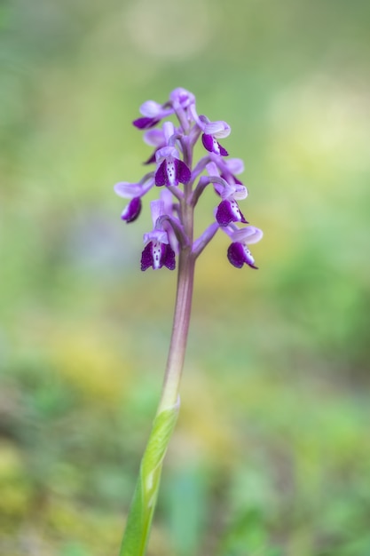 Selective closeup shot of a beautiful purple-petaled flower on a blurred