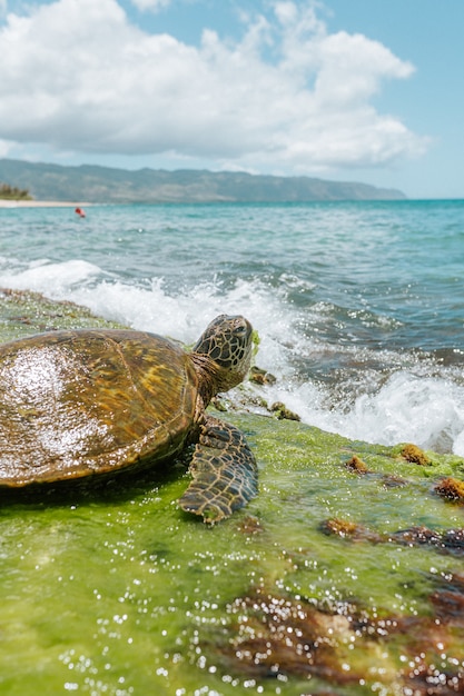 Free photo selective closeup shot of a brown pacific ridley sea turtle near the sea on a sunny day