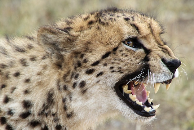 Free Photo selective closeup shot of a cheetah with open mouth