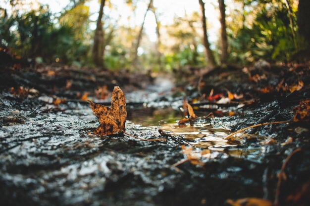 Selective closeup shot of fallen leaves covered in dirt on water puddles