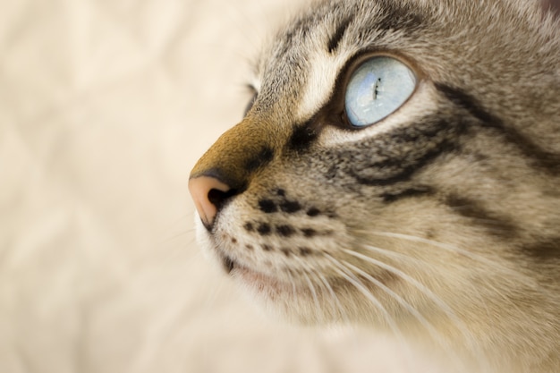 Selective closeup shot of a gray cat head with blue eyes with a blurry background