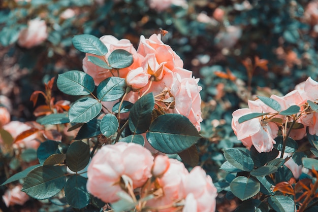 Selective closeup shot of green leafed peach roses