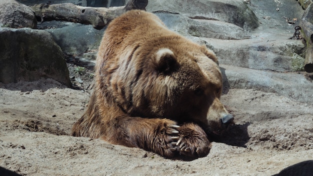 Free Photo selective closeup shot of a grizzly bear lying down