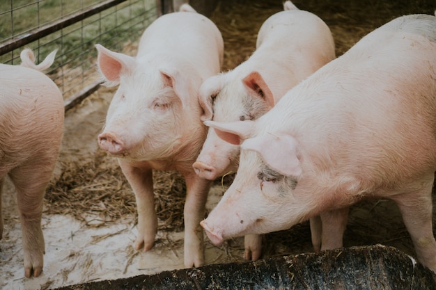 Selective closeup shot of pink pigs in a barn