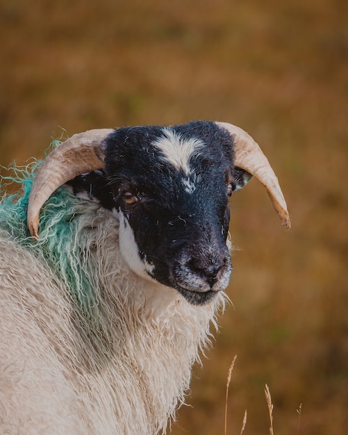 Free photo selective closeup shot of a white and black goat in the pasture