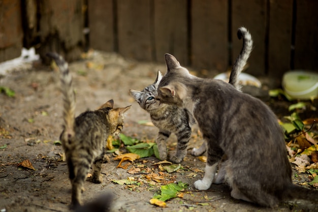 Free Photo selective closeup shot of a white and brown cat with cute kittens near leaves