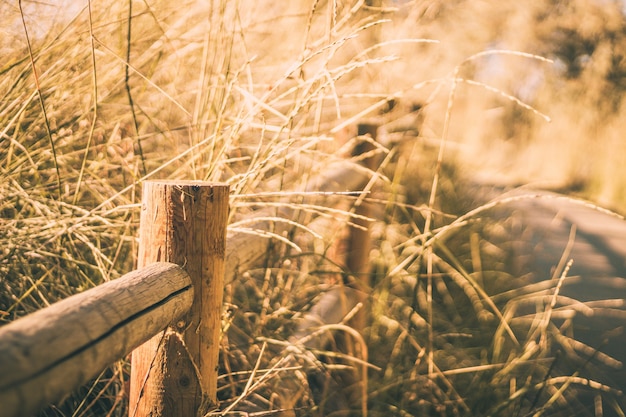 Free Photo selective closeup shot of a wooden fence near dry grass