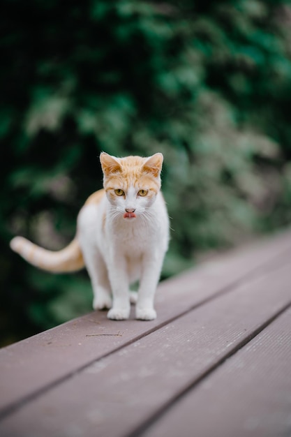 Selective of a cute kitten in the garden