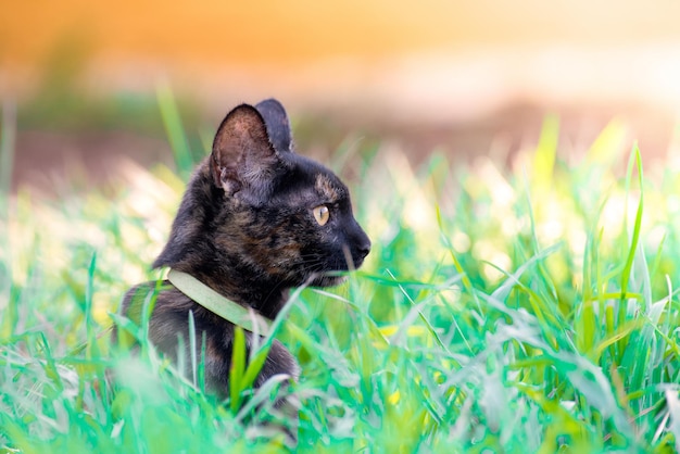 Free photo selective focus of an adorable black and patterned cat on the grass