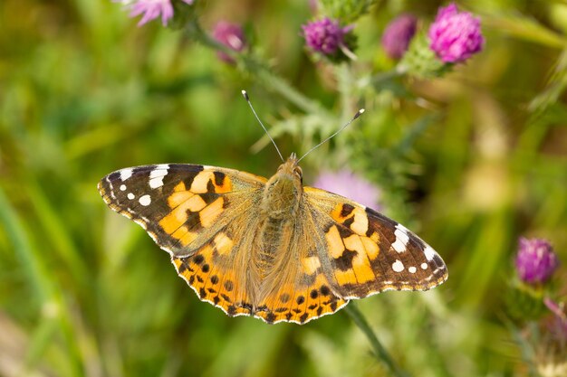 Selective focus of the beautiful and colorful Painted lady butterfly