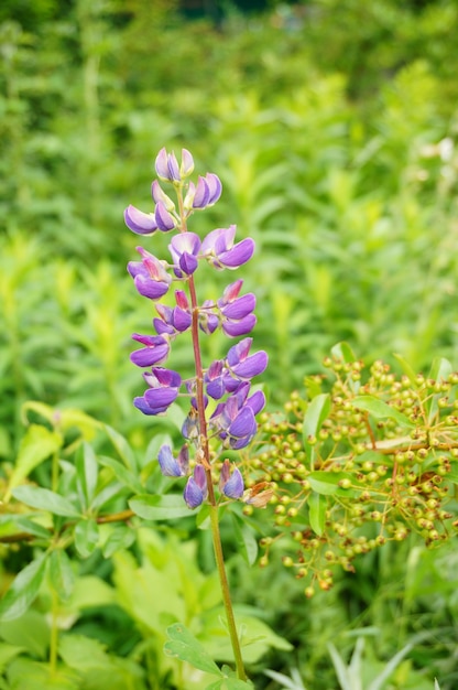 Selective focus of beautiful purple flowers at a field