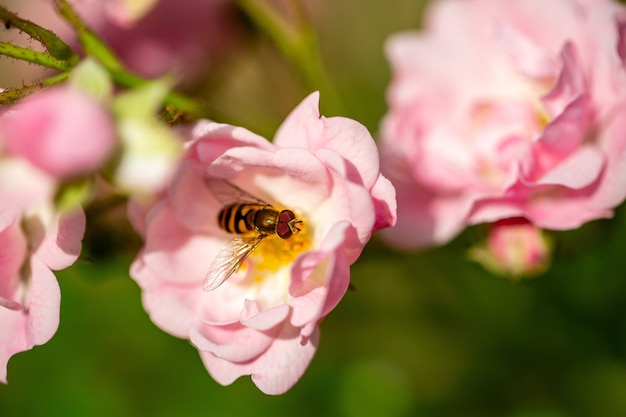 Selective focus  of a bee collecting pollen from the light pink rose