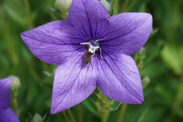 Selective focus  of a bee feeding on blue Platycodon grandiflorus