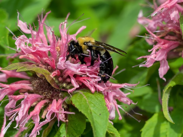 Selective focus of a bee on a flower in a field under the sunlight