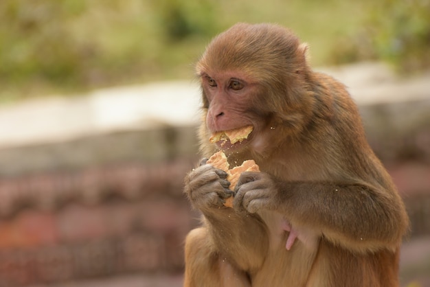 Selective focus of a beige monkey eating