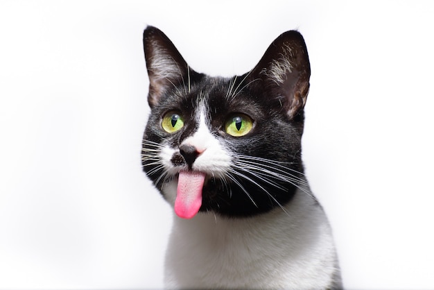 Selective focus of a black and white adorable cat with its tongue out