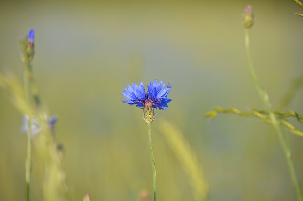 Free photo selective focus  of blooming small purple flowers in the field