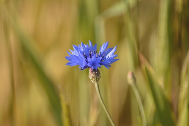 Free photo selective focus  of blooming small purple flowers in the field